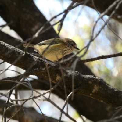 Acanthiza lineata (Striated Thornbill) at Deakin, ACT - 15 Apr 2020 by TomT