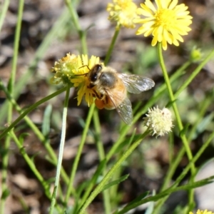 Apis mellifera at Deakin, ACT - 15 Apr 2020 12:58 PM