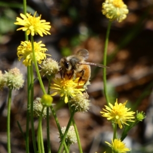 Apis mellifera at Deakin, ACT - 15 Apr 2020