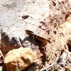 Gastrimargus musicus (Yellow-winged Locust or Grasshopper) at Deakin, ACT - 15 Apr 2020 by TomT