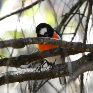 Petroica boodang at Red Hill, ACT - 15 Apr 2020