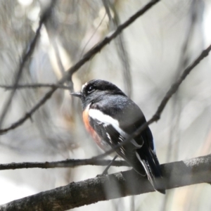 Petroica boodang at Red Hill, ACT - 15 Apr 2020 12:41 PM