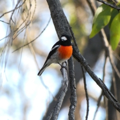 Petroica boodang (Scarlet Robin) at Deakin, ACT - 12 Apr 2020 by TomT