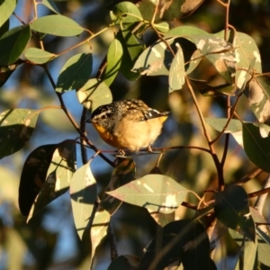 Pardalotus punctatus at Deakin, ACT - 10 Apr 2020