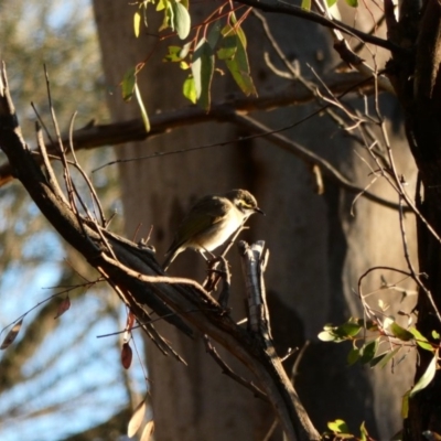 Caligavis chrysops (Yellow-faced Honeyeater) at Red Hill, ACT - 10 Apr 2020 by TomT