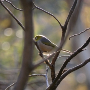 Zosterops lateralis at Deakin, ACT - 10 Apr 2020