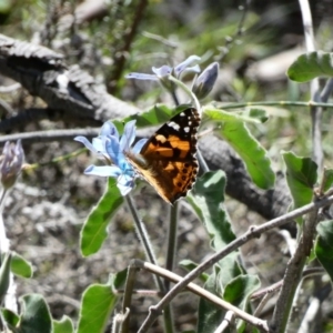 Vanessa kershawi at Red Hill, ACT - 15 Apr 2020