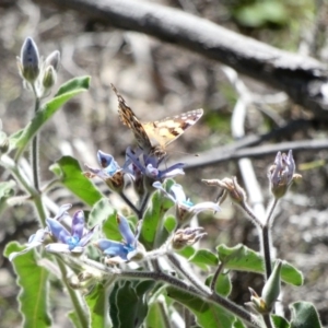 Vanessa kershawi at Red Hill, ACT - 15 Apr 2020