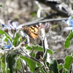 Vanessa kershawi at Red Hill, ACT - 15 Apr 2020