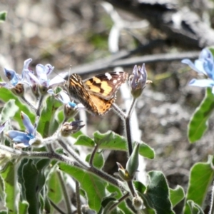 Vanessa kershawi at Red Hill, ACT - 15 Apr 2020 12:29 PM