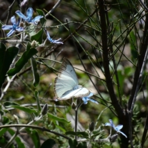 Catopsilia pyranthe at Red Hill, ACT - 15 Apr 2020