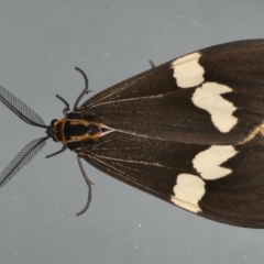 Nyctemera amicus (Senecio Moth, Magpie Moth, Cineraria Moth) at Ainslie, ACT - 17 Apr 2020 by jbromilow50