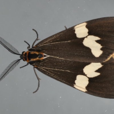 Nyctemera amicus (Senecio Moth, Magpie Moth, Cineraria Moth) at Ainslie, ACT - 17 Apr 2020 by jbromilow50