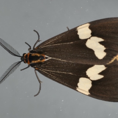 Nyctemera amicus (Senecio Moth, Magpie Moth, Cineraria Moth) at Ainslie, ACT - 17 Apr 2020 by jb2602