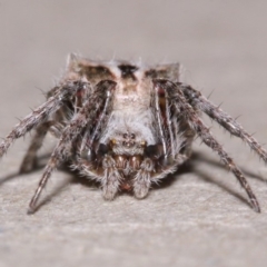 Socca pustulosa (Knobbled Orbweaver) at Evatt, ACT - 17 Oct 2015 by TimL