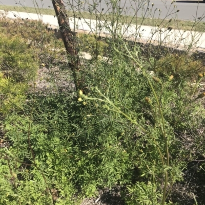 Bidens subalternans (Greater Beggars Ticks) at Lawson, ACT - 16 Apr 2020 by rainer