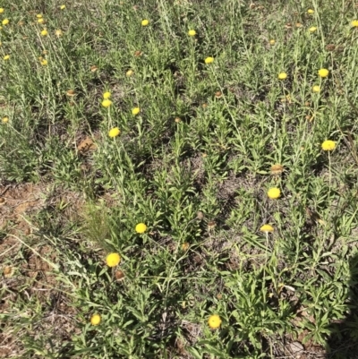 Coronidium gunnianum (Gunn's Everlasting) at Lawson, ACT - 6 Apr 2020 by rainer