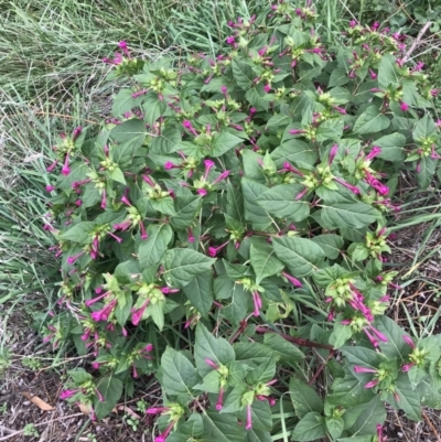 Mirabilis jalapa (Four O'clock Plant or Marvel of Peru) at Kaleen, ACT - 18 Apr 2020 by rainer