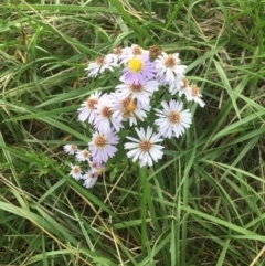 Symphyotrichum novi-belgii (Michaelmas Daisy) at Lawson, ACT - 25 Mar 2020 by rainer