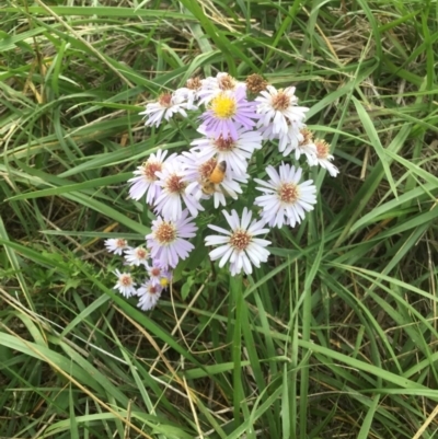 Symphyotrichum novi-belgii (Michaelmas Daisy) at Lake Ginninderra - 25 Mar 2020 by rainer