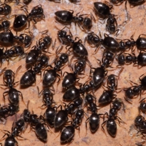 Crematogaster sp. (genus) at Evatt, ACT - 19 Oct 2015