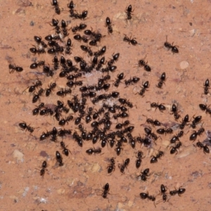 Crematogaster sp. (genus) at Evatt, ACT - 19 Oct 2015