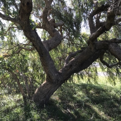 Eucalyptus nortonii (Large-flowered Bundy) at Kaleen, ACT - 18 Apr 2020 by walter