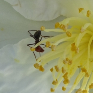 Iridomyrmex purpureus at Reid, ACT - 12 Apr 2020