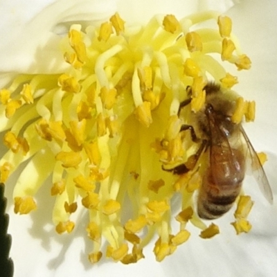 Apis mellifera (European honey bee) at Reid, ACT - 12 Apr 2020 by JanetRussell