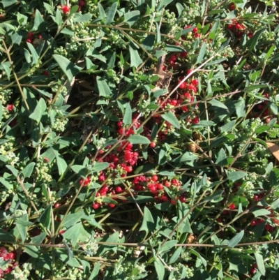 Einadia nutans (Climbing Saltbush) at Lower Boro, NSW - 17 Apr 2020 by mcleana