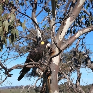 Zanda funerea at Symonston, ACT - 18 Apr 2020 02:23 PM