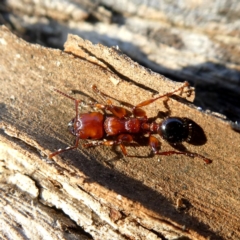 Podomyrma gratiosa (Muscleman tree ant) at Googong, NSW - 18 Apr 2020 by Wandiyali
