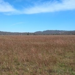 Bothriochloa macra (Red Grass, Red-leg Grass) at Symonston, ACT - 15 Apr 2020 by CallumBraeRuralProperty