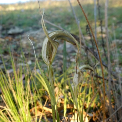 Diplodium laxum (Antelope greenhood) at Googong, NSW - 19 Apr 2020 by Wandiyali