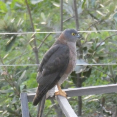 Accipiter cirrocephalus (Collared Sparrowhawk) at Tathra, NSW - 18 Apr 2020 by Suzhop