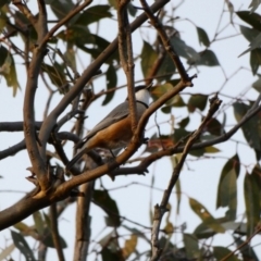 Pachycephala rufiventris (Rufous Whistler) at Deakin, ACT - 14 Apr 2020 by TomT