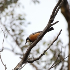 Pachycephala rufiventris at Deakin, ACT - 14 Apr 2020