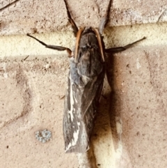 Abantiades atripalpis (Bardee grub/moth, Rain Moth) at Tathra, NSW - 9 Apr 2020 by Suzhop