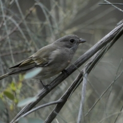 Pachycephala pectoralis (Golden Whistler) at Deakin, ACT - 14 Apr 2020 by TomT