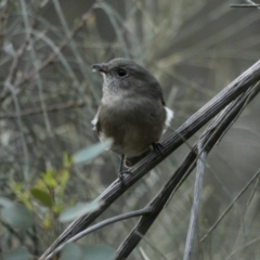 Pachycephala pectoralis at Deakin, ACT - 14 Apr 2020