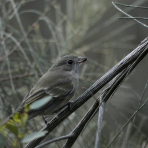 Pachycephala pectoralis at Deakin, ACT - 14 Apr 2020