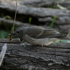 Pachycephala pectoralis at Deakin, ACT - 12 Apr 2020