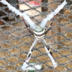 Argiope keyserlingi (St Andrew's Cross Spider) at Kalaru, NSW - 18 Apr 2020 by Suzhop