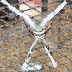 Argiope keyserlingi (St Andrew's Cross Spider) at Kalaru, NSW - 17 Apr 2020 by Suzhop