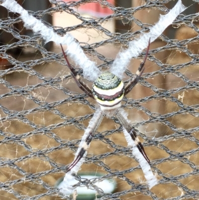 Argiope keyserlingi (St Andrew's Cross Spider) at Kalaru, NSW - 18 Apr 2020 by Suzhop