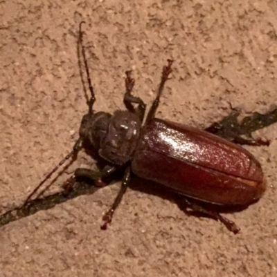 Paroplites australis (Banksia longhorn beetle) at Tathra, NSW - 4 Jan 2020 by Suzhop