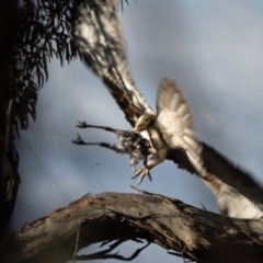 Hieraaetus morphnoides (Little Eagle) at Red Hill, ACT - 6 Apr 2020 by TomT