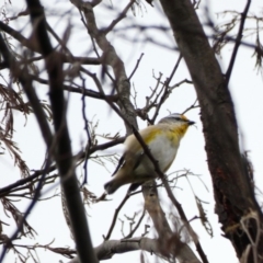 Pardalotus striatus (Striated Pardalote) at Deakin, ACT - 8 Apr 2020 by TomT