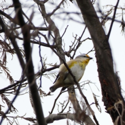 Pardalotus striatus (Striated Pardalote) at Deakin, ACT - 8 Apr 2020 by TomT