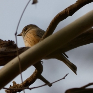 Pachycephala rufiventris at Hughes, ACT - 8 Apr 2020